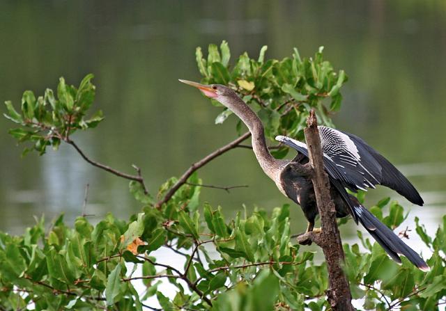 047 Puntarenas, Costa Rica, slangenhalsvogel.JPG